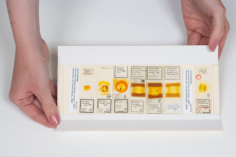 A row of microscope specimens stored on a card insert.